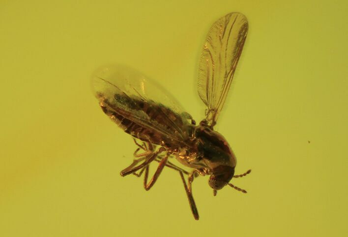 Fossil Fly (Diptera) In Baltic Amber #90798